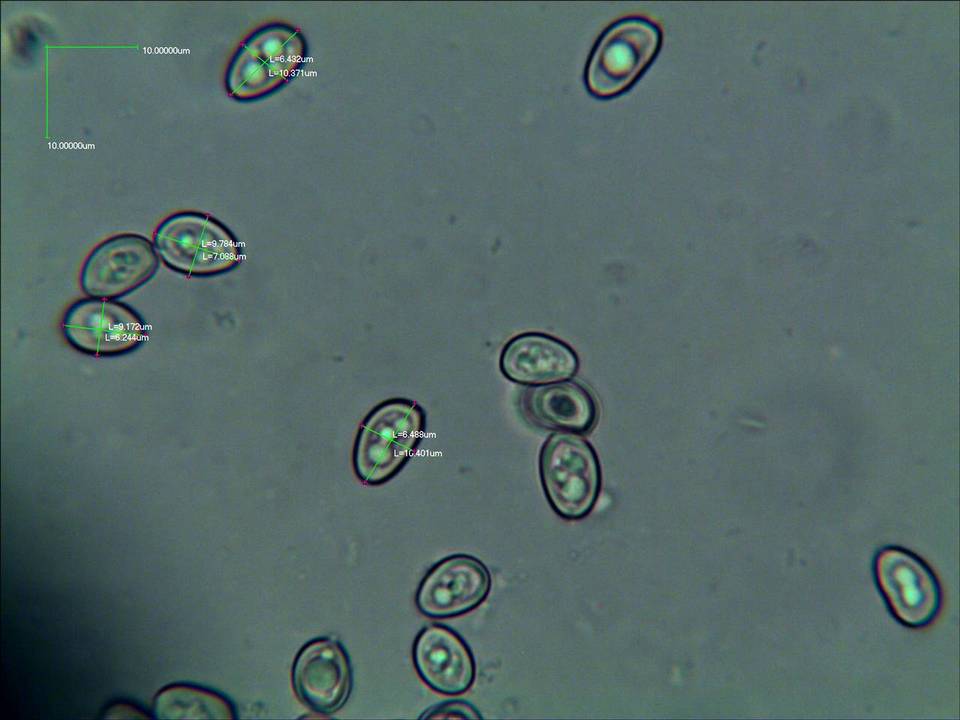 Lepiota besseyi image