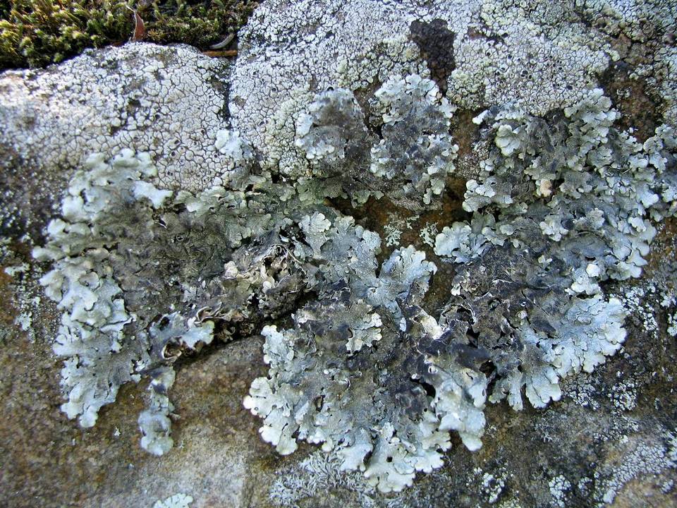 Lichenostigma cosmopolites image