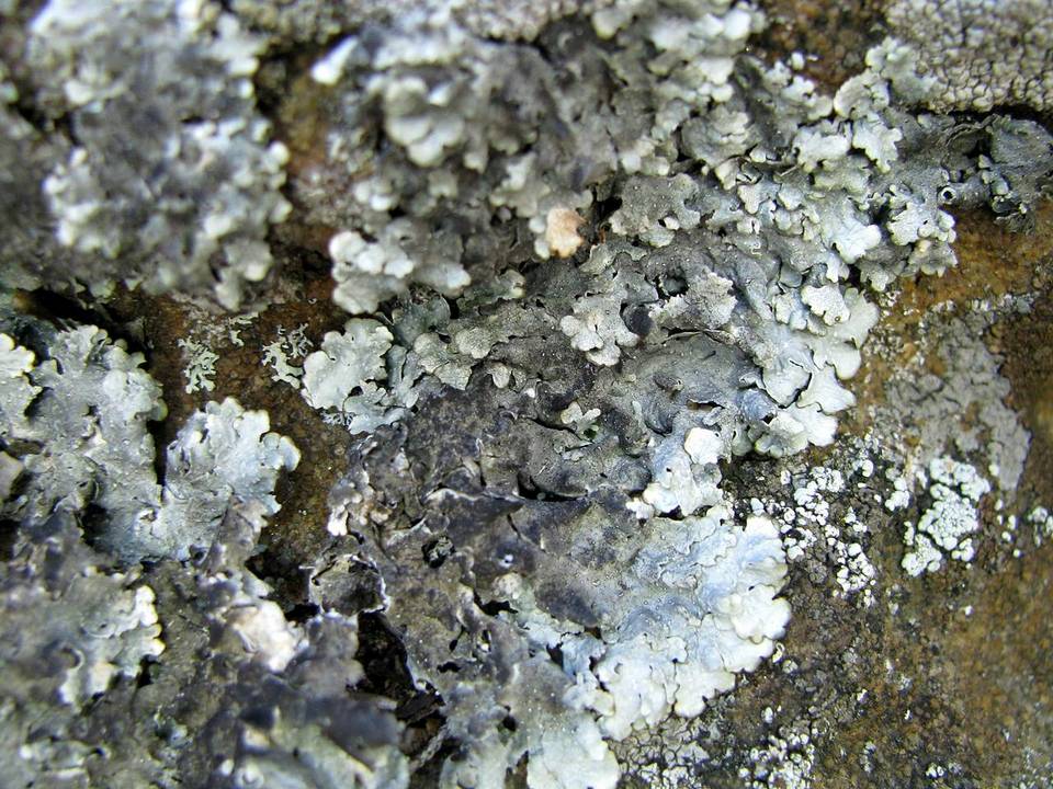Lichenostigma cosmopolites image