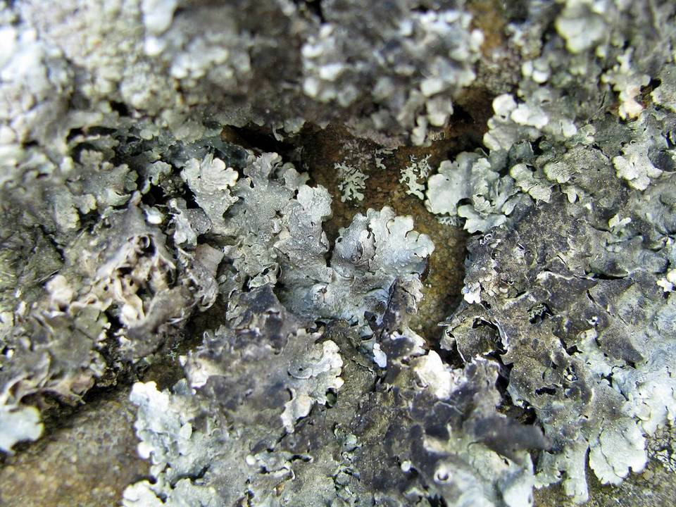 Lichenostigma cosmopolites image
