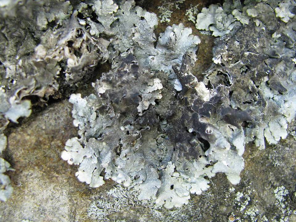 Lichenostigma cosmopolites image