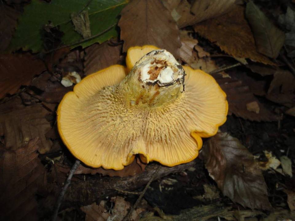 Cantharellus phasmatis image