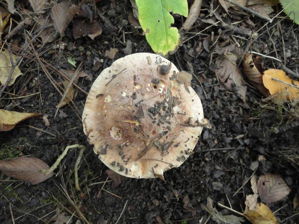 Hebeloma insigne image