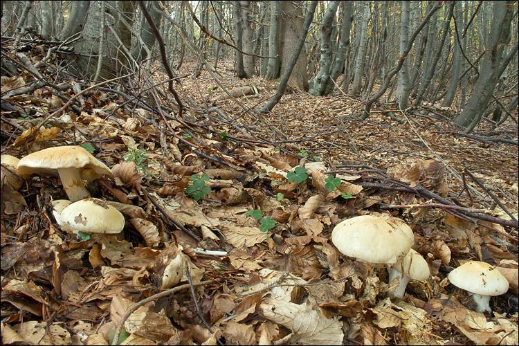 Cortinarius sebaceus image
