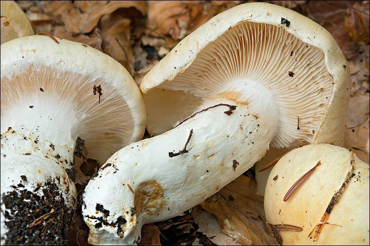 Cortinarius sebaceus image