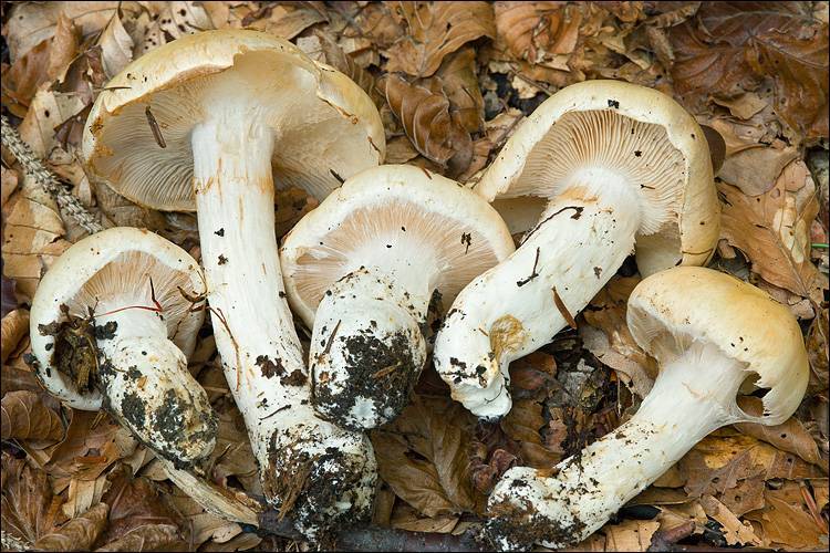 Cortinarius sebaceus image