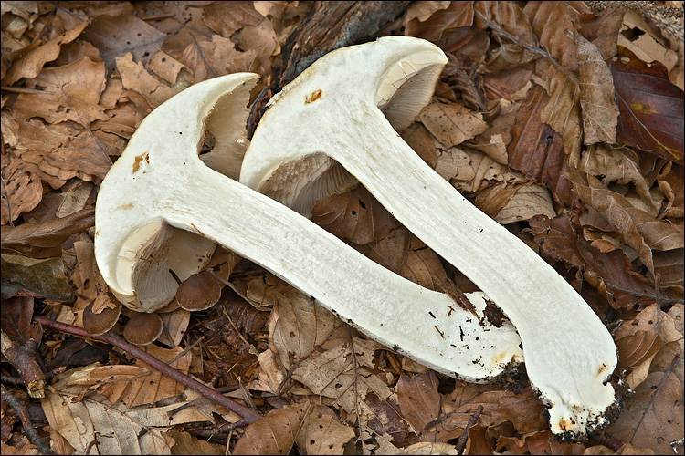 Cortinarius sebaceus image