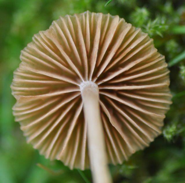 Galerina graminea image