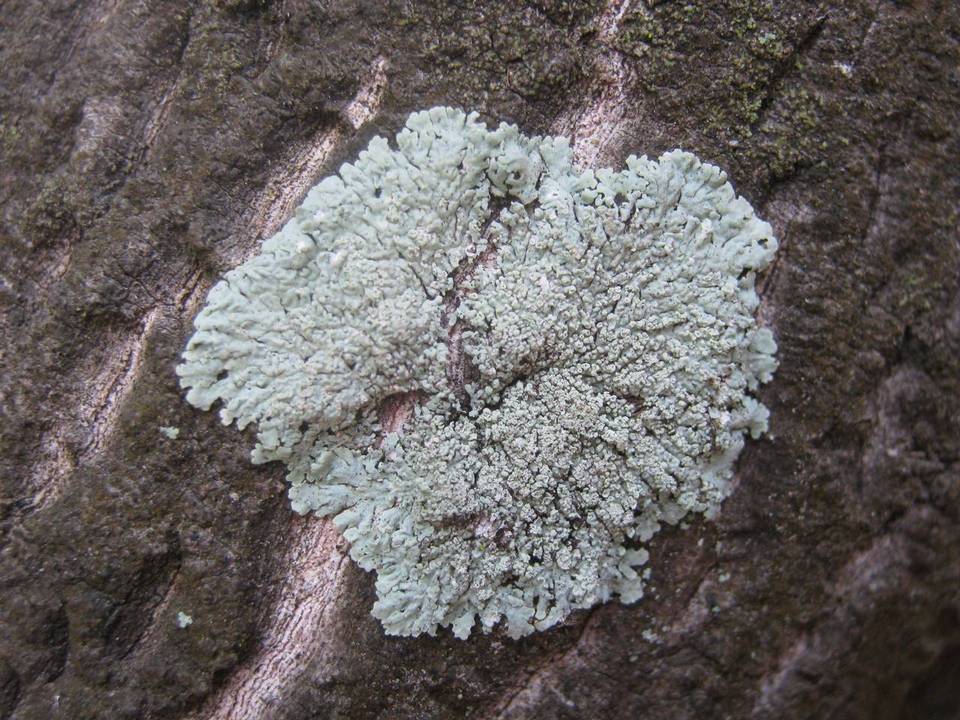 Physcia clementei image