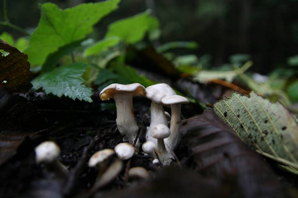 Clitocybe dilatata image