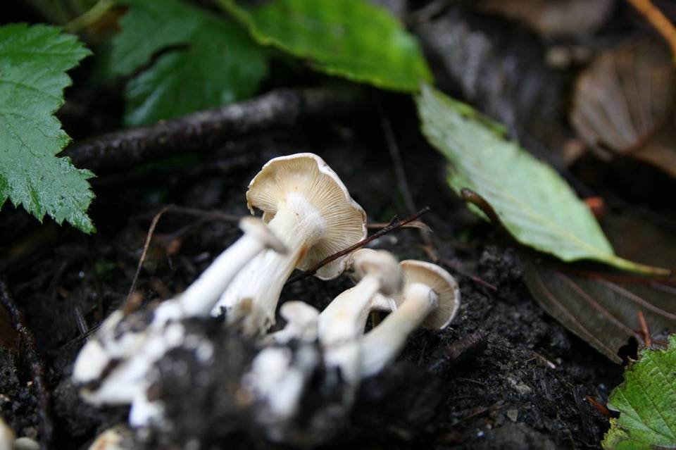 Clitocybe dilatata image