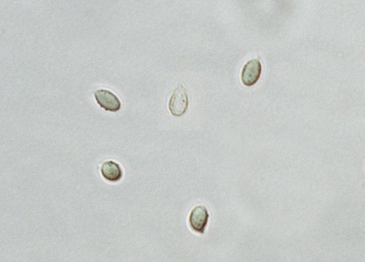 Rhodocybe melleopallens image