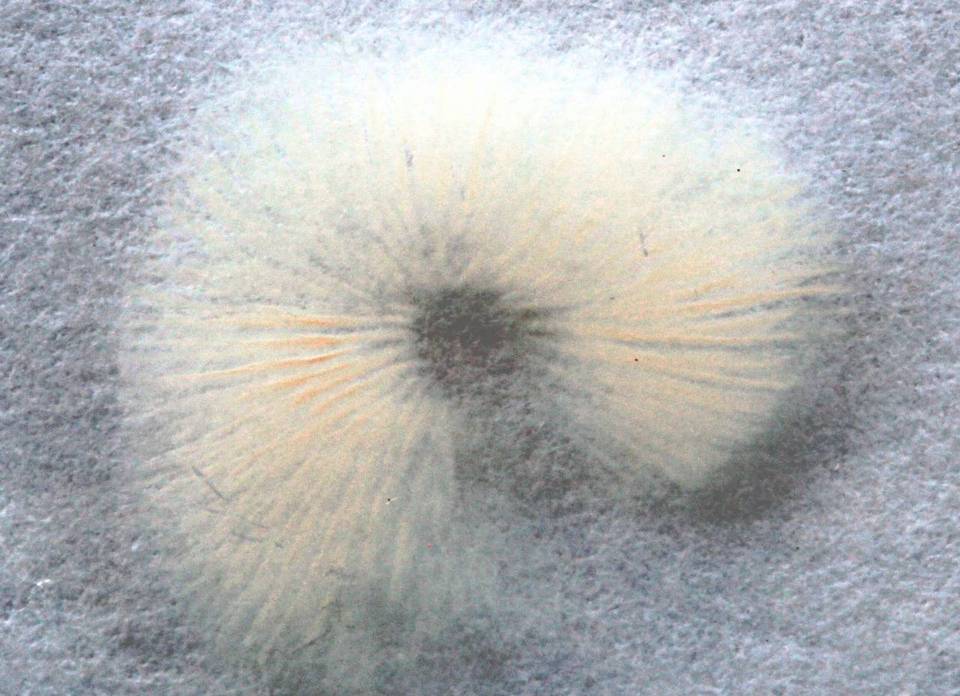 Rhodocybe melleopallens image
