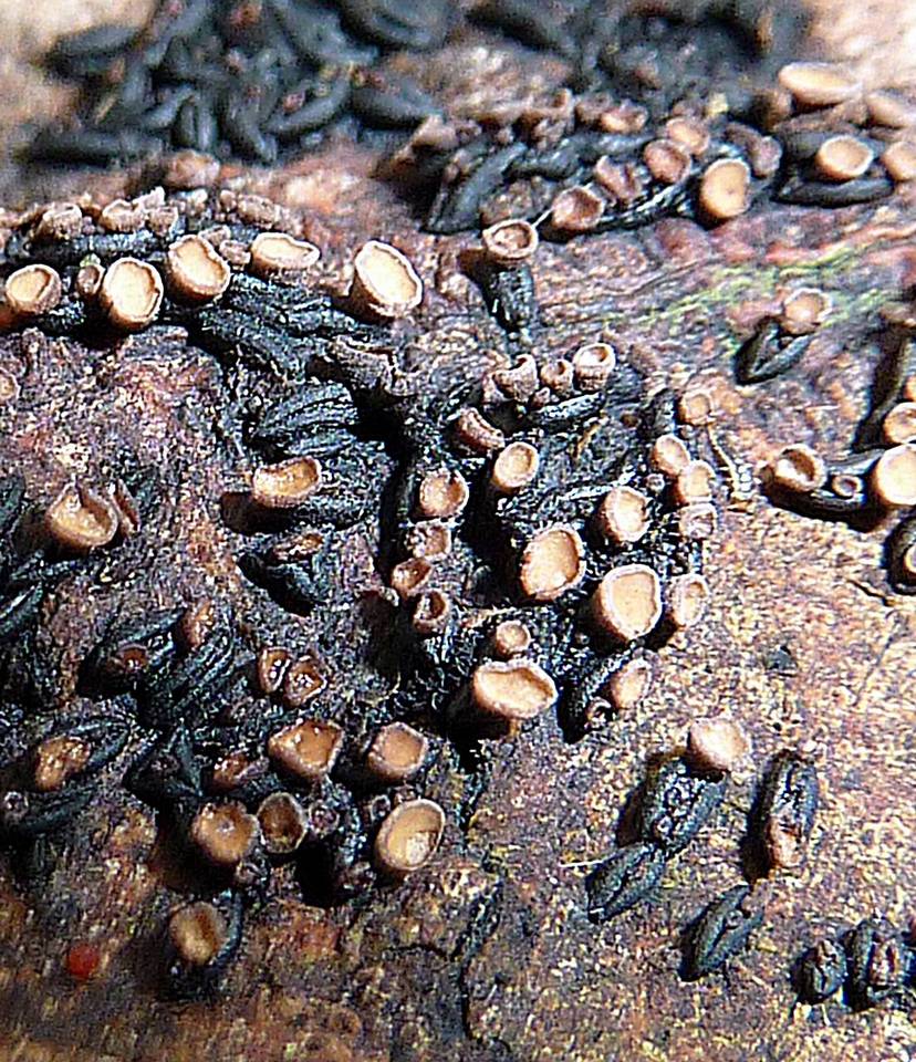 Unguiculariopsis ravenelii image