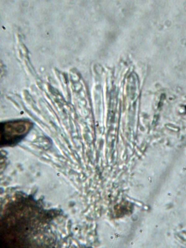 Unguiculariopsis ravenelii image