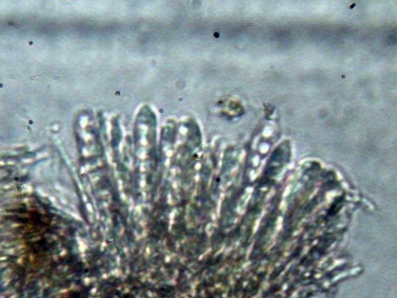 Unguiculariopsis ravenelii image