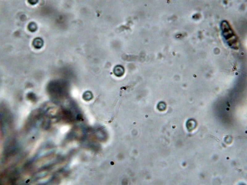 Unguiculariopsis ravenelii image