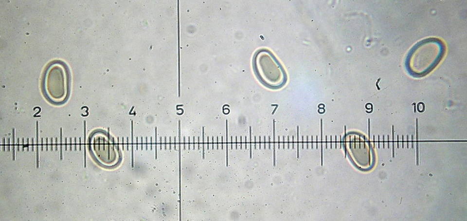 Inocybe brunnescens image