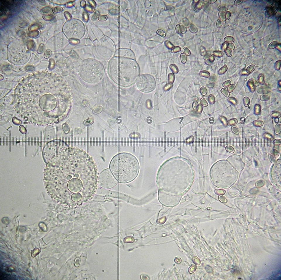 Inocybe brunnescens image