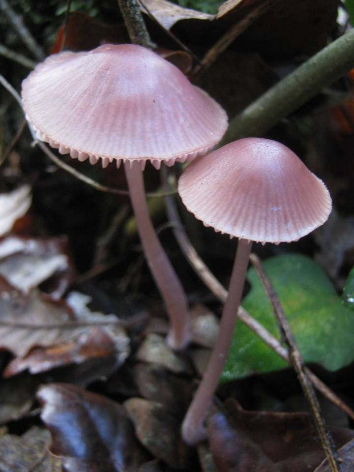 Mycena seynesii image