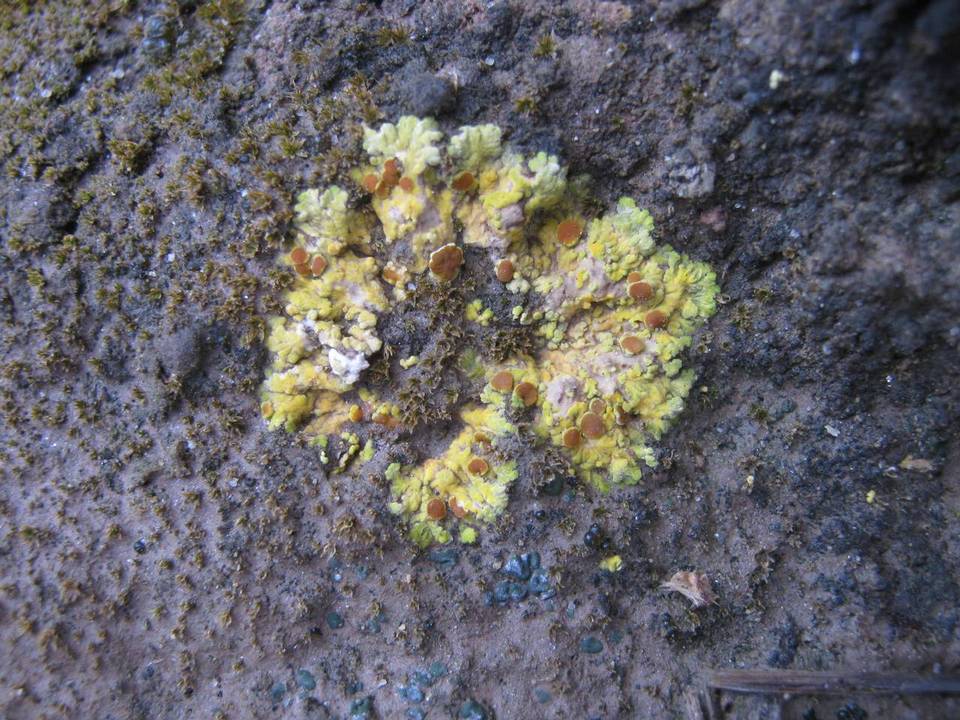 Gyalolechia fulgens image