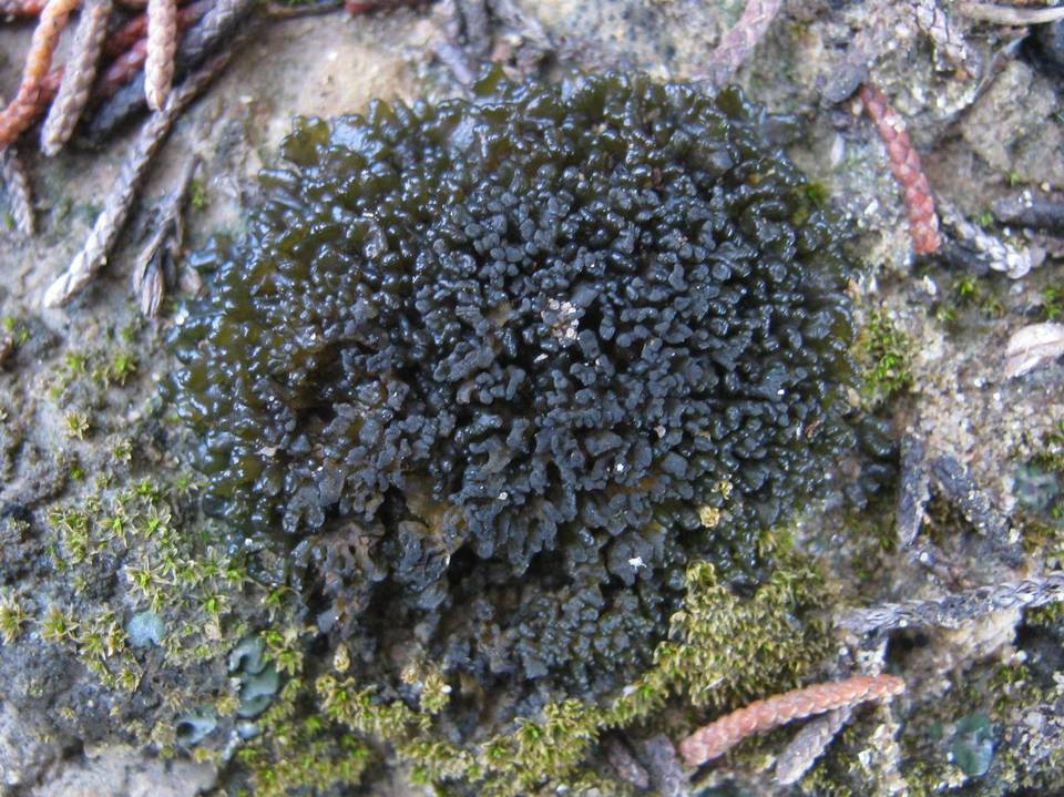 Leptogium schraderi image