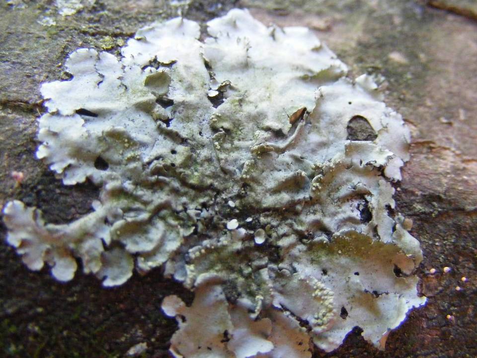 Canomaculina pilosa image