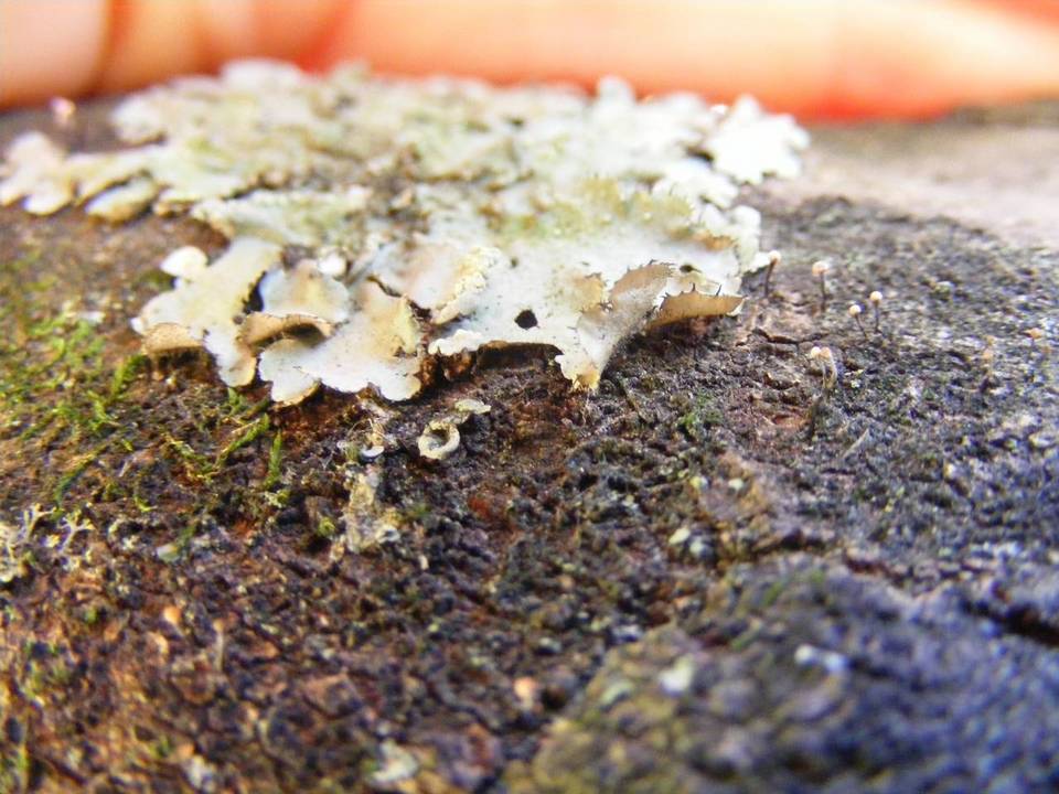 Canomaculina pilosa image