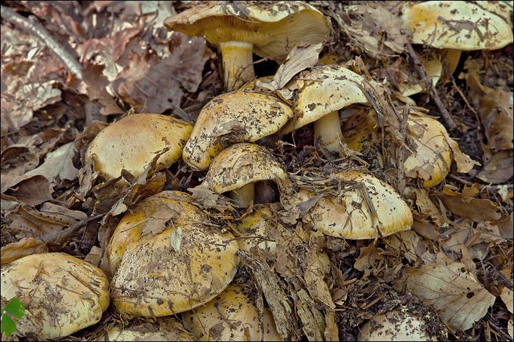 Cortinarius sebaceus image