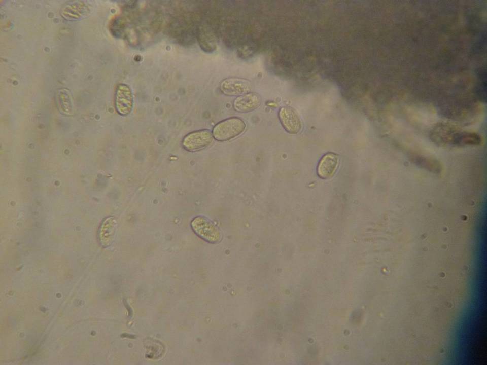 Peniophora aurantiaca image