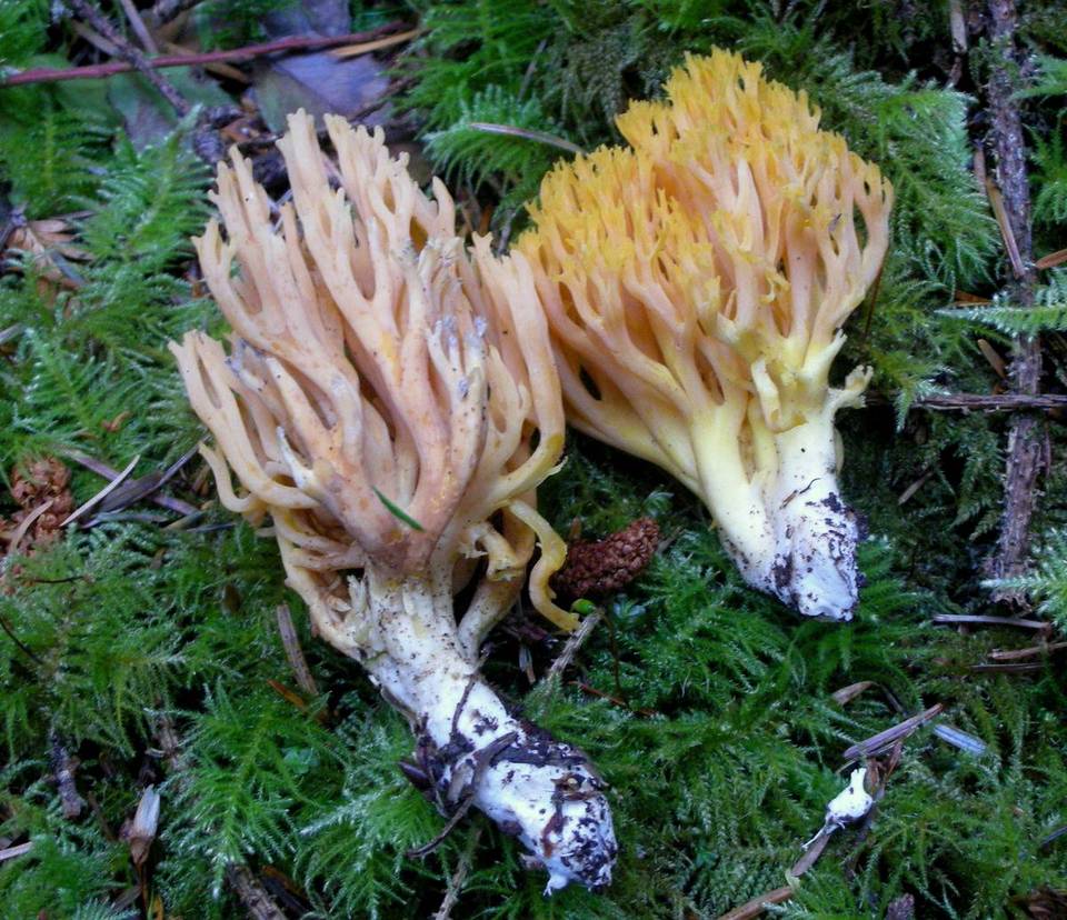 Ramaria sandaracina var. sandaracina image