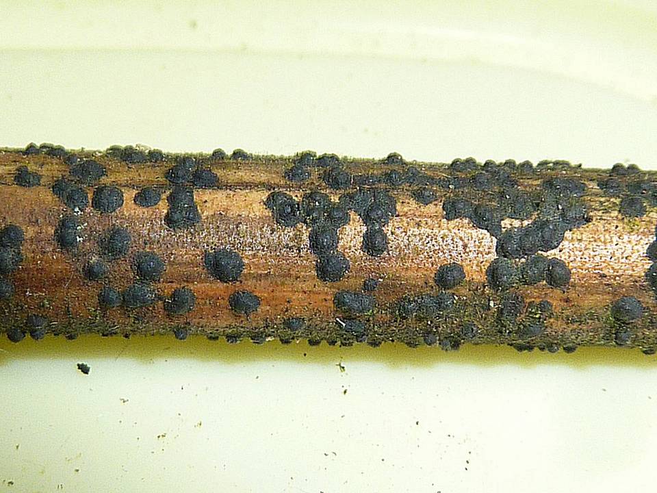 Kretzschmariella image