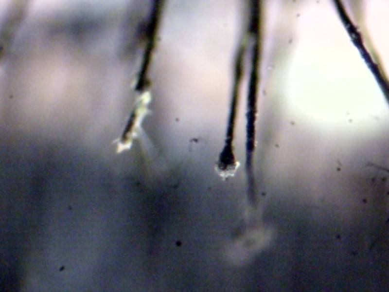 Didymobotryum image