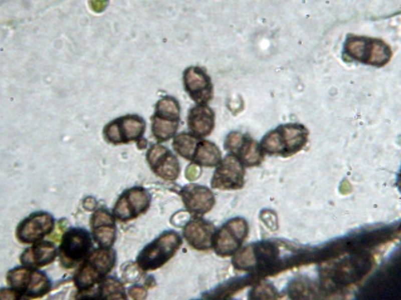 Didymobotryum image