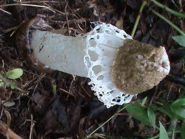 Phallus atrovolvatus image