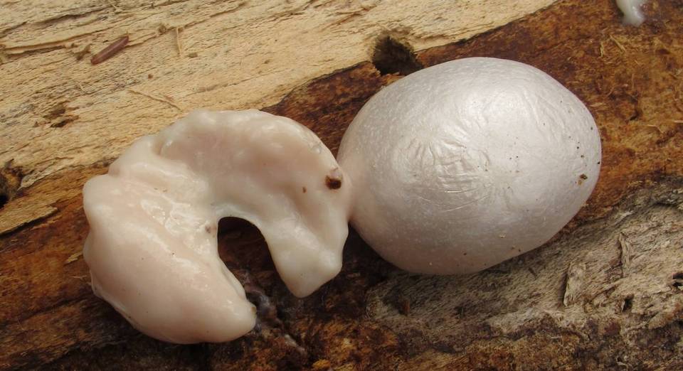 Reticularia lycoperdon image