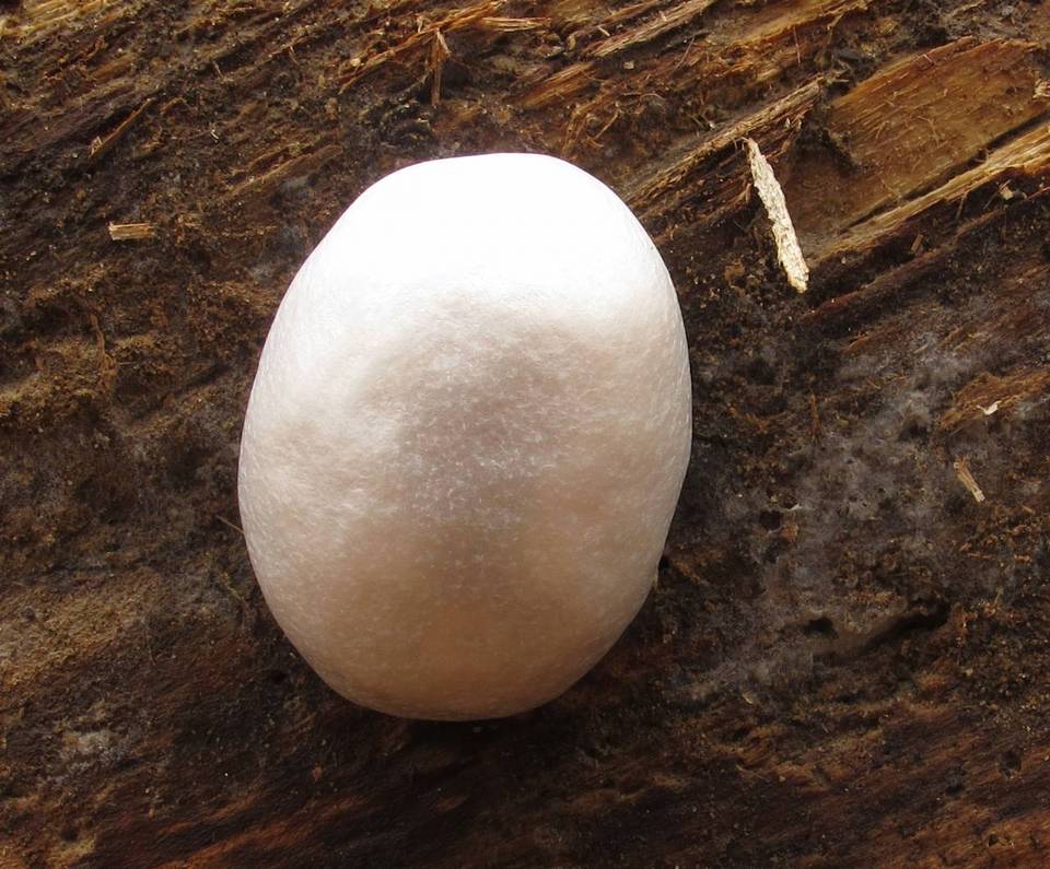 Reticularia lycoperdon image