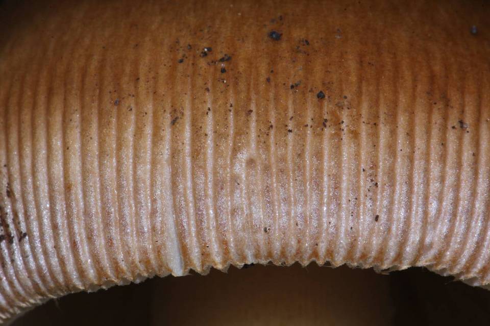 Amanita sect. Vaginatae image