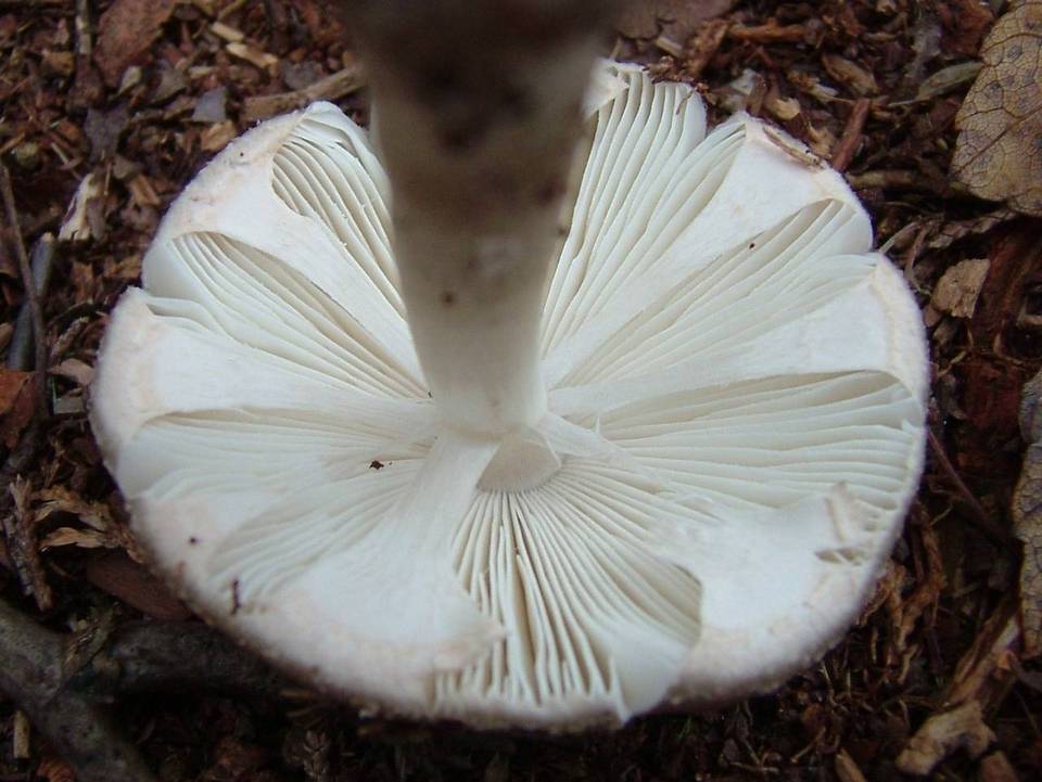 Amanita morrisii image