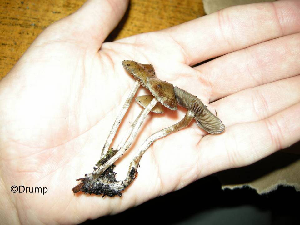 Psilocybe cyanofibrillosa image