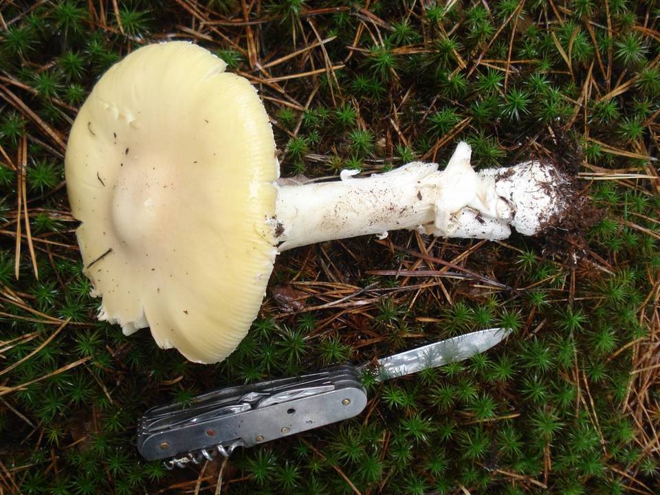 Amanita stranella image