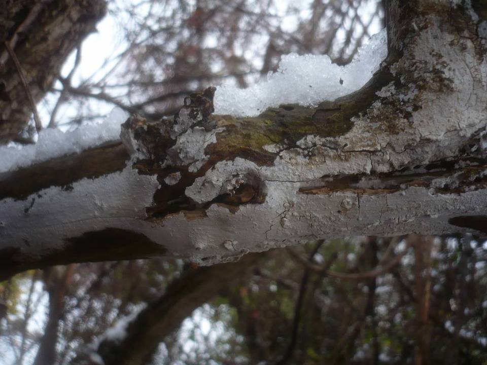 Hyphodontia sambuci image