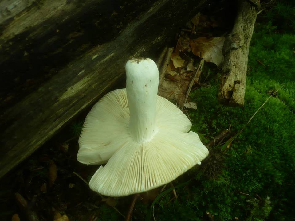Russula lepida var. speciosa image