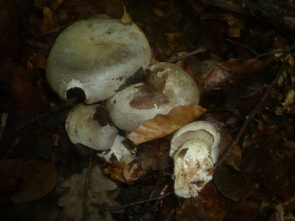 Tricholoma filamentosum image