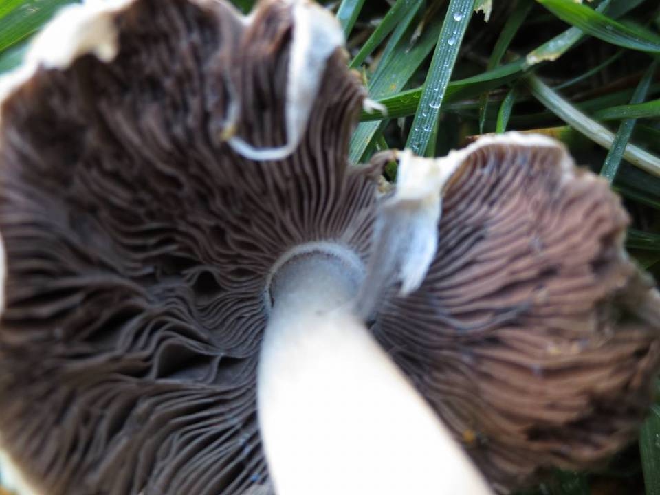 Agaricus semotus image