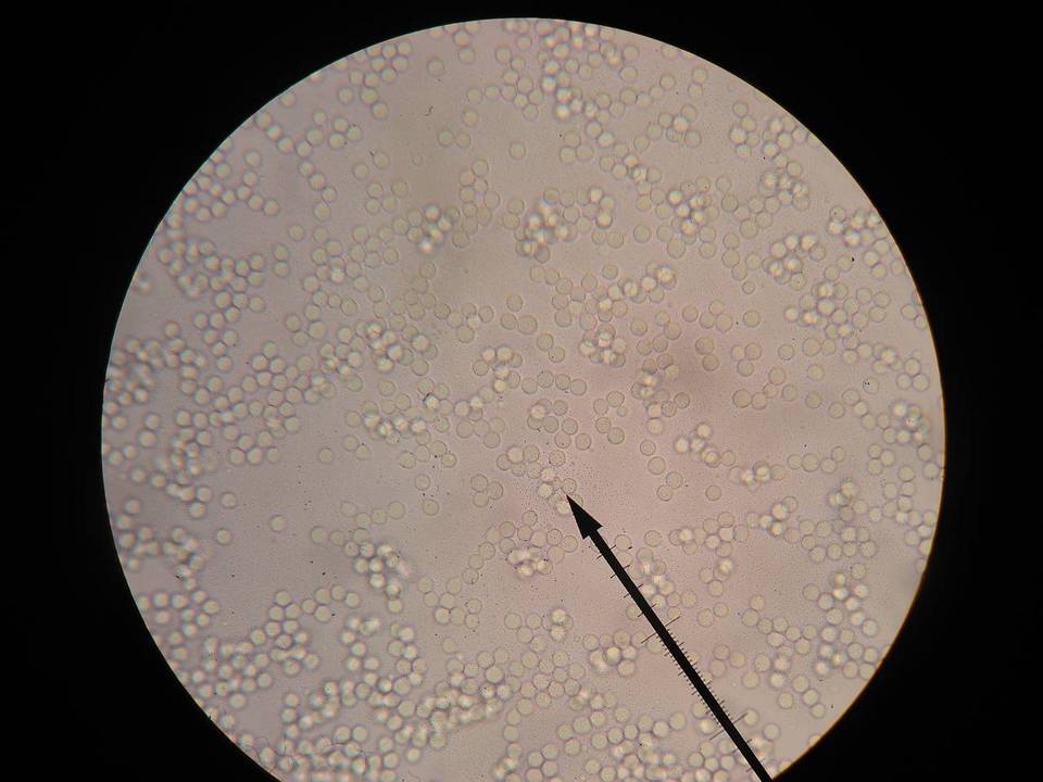 Amanita stranella image