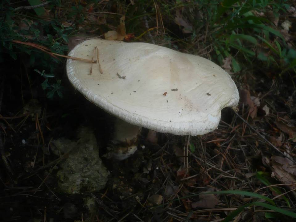 Amanita ovoidea image