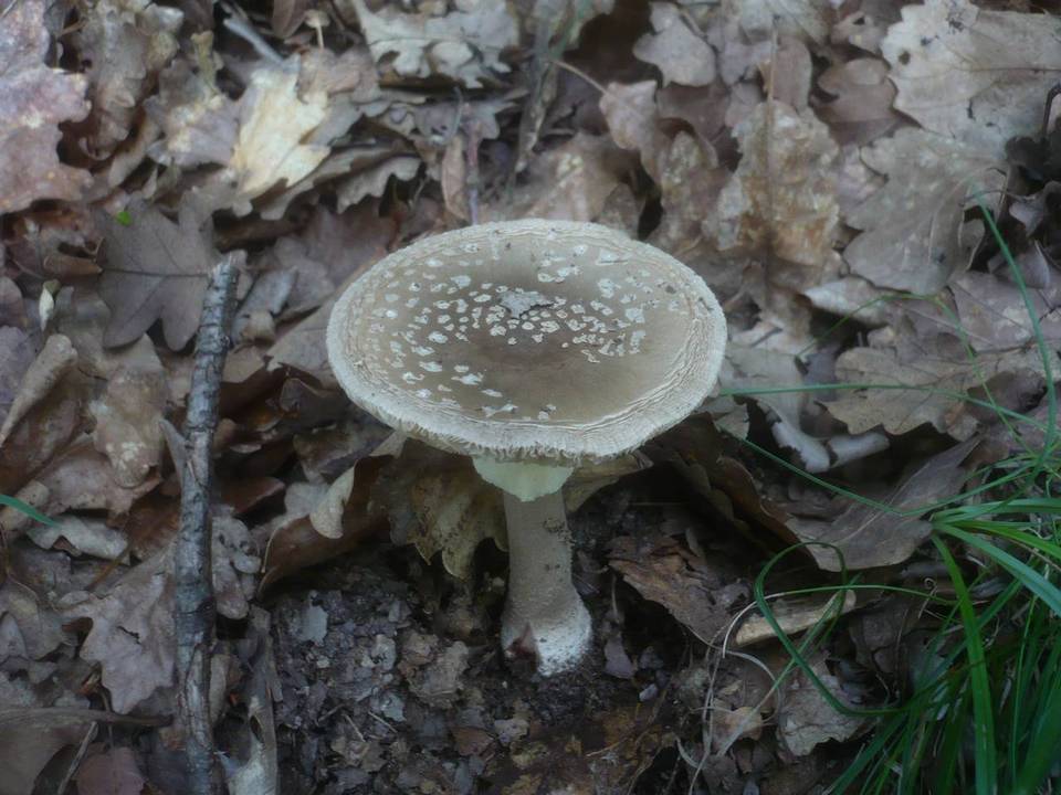 Amanita rubescens var. annulosulphurea image