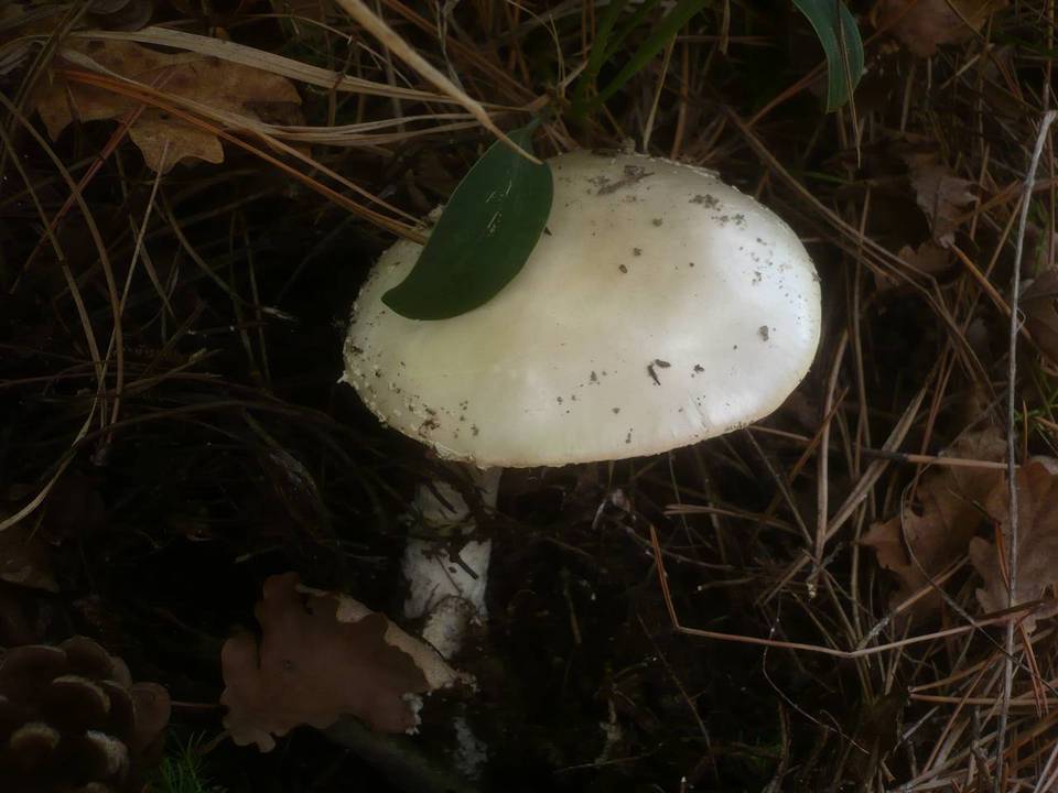 Amanita strobiliformis image