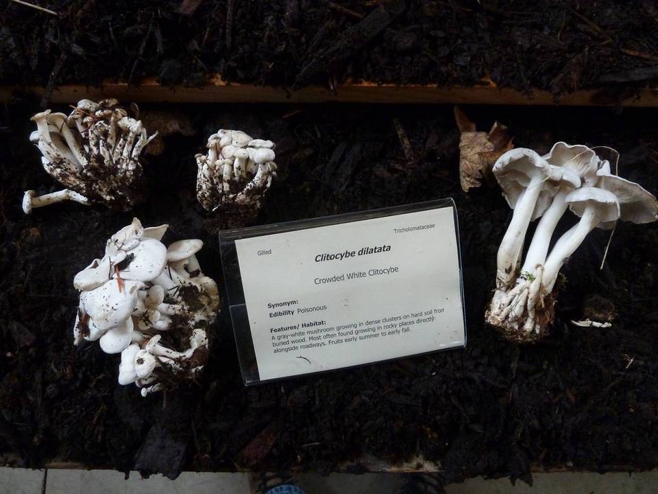 Clitocybe dilatata image